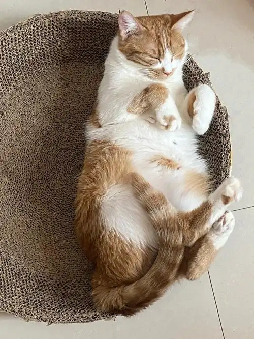 求助我的猫是怀孕了吗