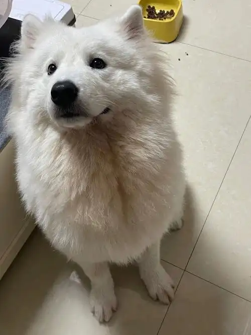 家有傻狗萨摩耶