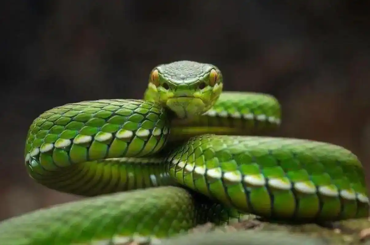 中国境内十大毒蛇,任何一种瞬间秒杀猎物!__财经头条