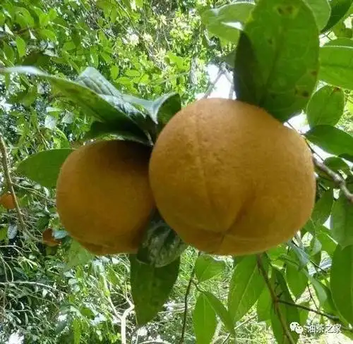 博白大果油茶:又名赤柏子,主要分布广西博白一带,福建,江西少量分布.