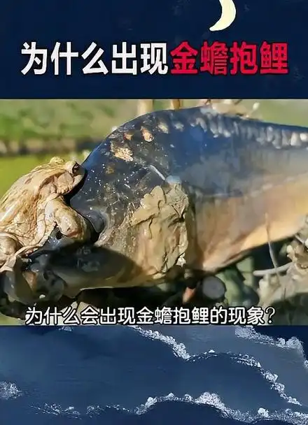 为什么会出现金蟾抱鲤的现象?