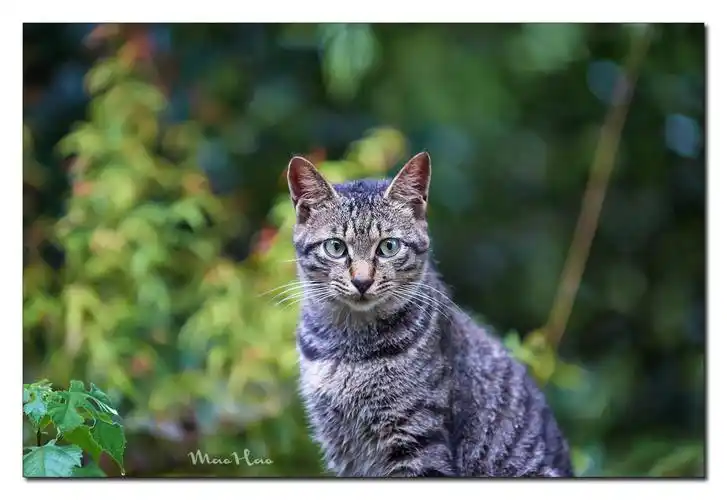 中华狸猫国际上唯一公认品种这颜值就是不一样