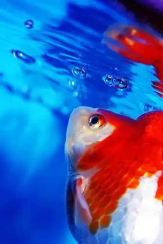 水滴,注视,鱼类,泡泡,观察,看,观看,察看,关注,观赏鱼,金鲫鱼,泅水,拍