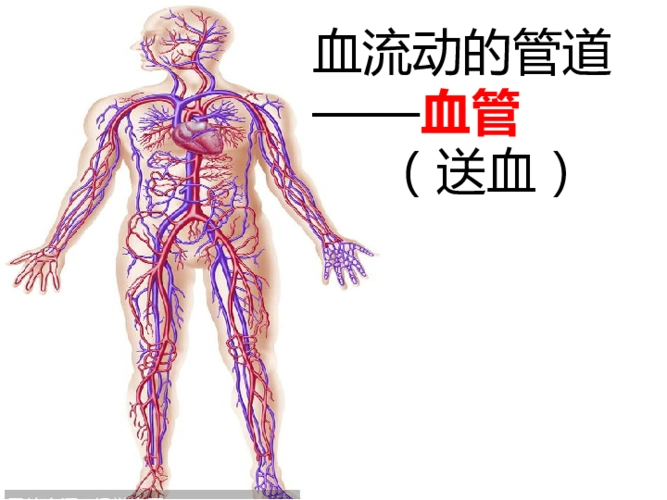 人教版七年级生物下册第四单元第四章第二节血流的管道课件共21张ppt