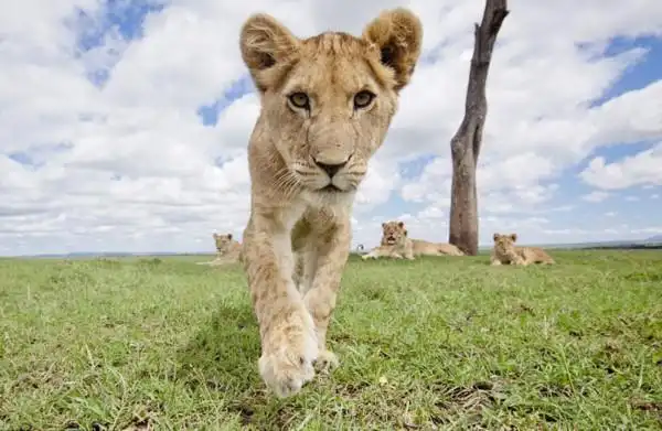 东非公园狮群对镜头玩自拍集体卖萌