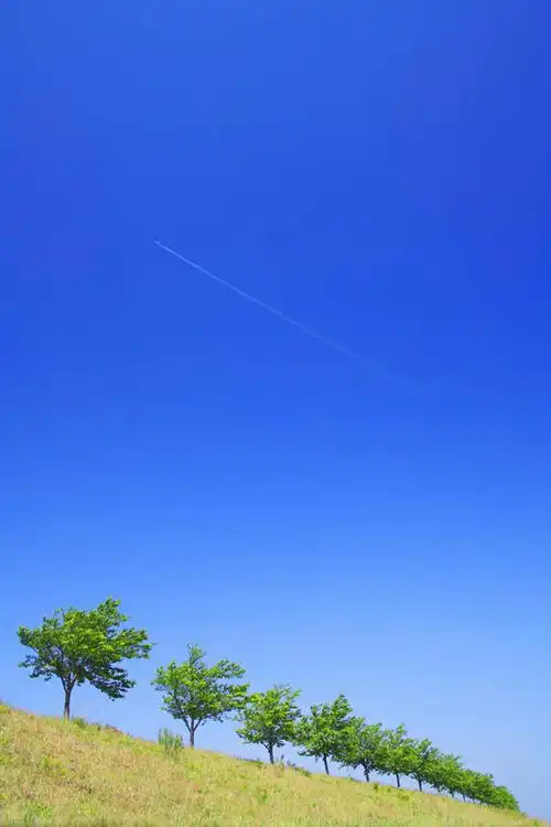 排,阴影,整齐,光线,影子,景观,娱乐,草,树,树木,排列,蓝色,绿色,蓝天