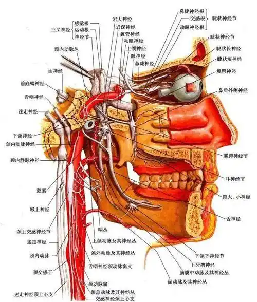 交感神经颈部解剖简介
