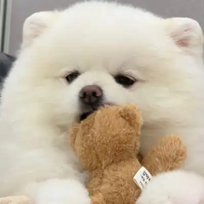 高清超萌像棉花糖一样的软萌可爱白色小狗头像图片_动物头像_头像屋