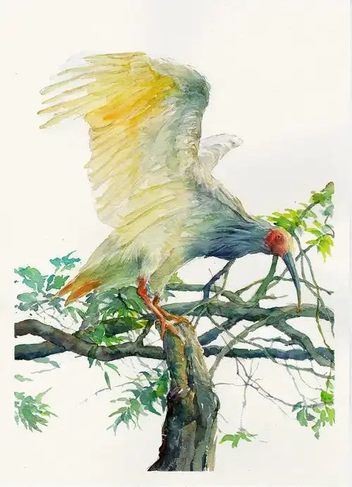 濒危动物系列水彩插画——朱鹮