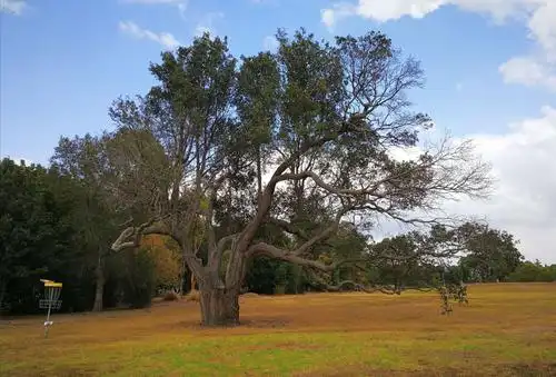 桉树:澳洲森林大火的导火索