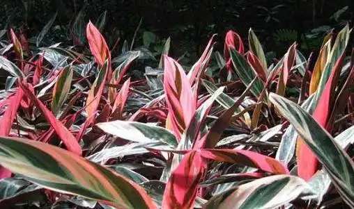 红色的铁树是一种非常好的中药材连花瓣和地下茎都是你需要的