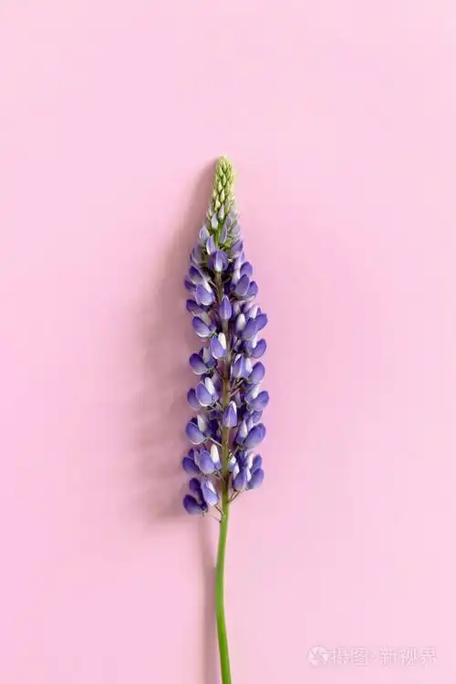 紫罗兰卢平在粉红色的柔和的背景