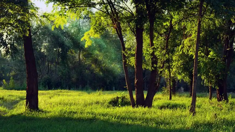 图集分享一组清晨小树林桌面壁纸欢迎收藏