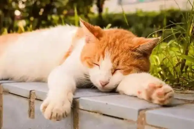 背后的真相,令人心疼不已|老鼠|家猫|老猫|老狗_网易订阅