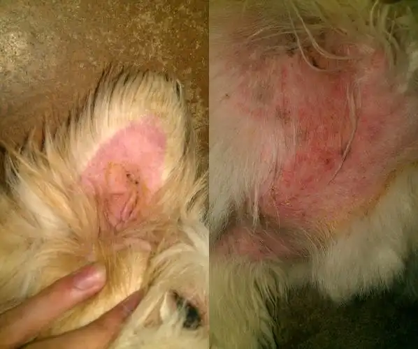 狗狗这是跳蚤咬的吗?