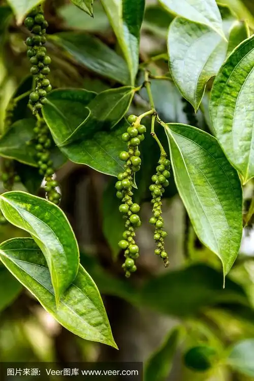 植物多汁新鲜的绿色叶子发光黑胡椒