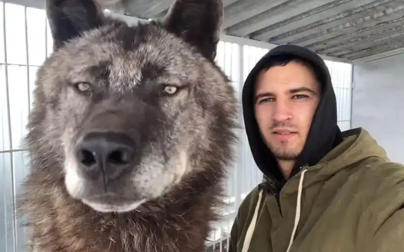 动物地球上最大的狼加拿大灰狼