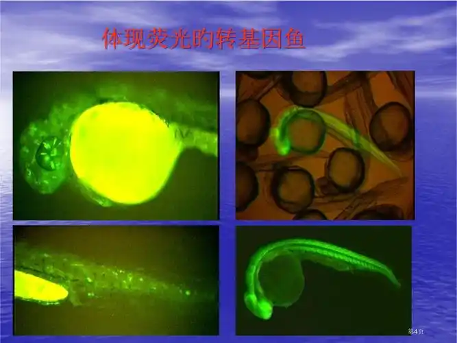 转基因技术动物专家讲座_第4页
