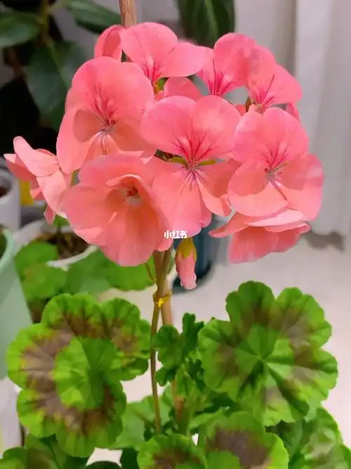 糖果蜜桔天竺葵这花朵颜色太爱了