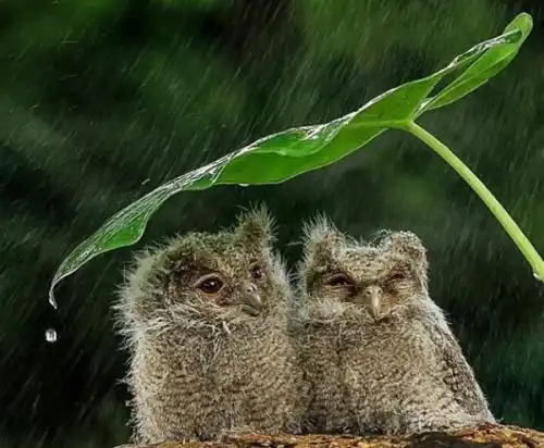 下雨对小动物的影响有哪些(动物行为和天气变化的关系) - 皓皓网