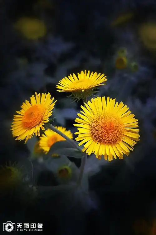 《野菊花二》——手机微距摄影