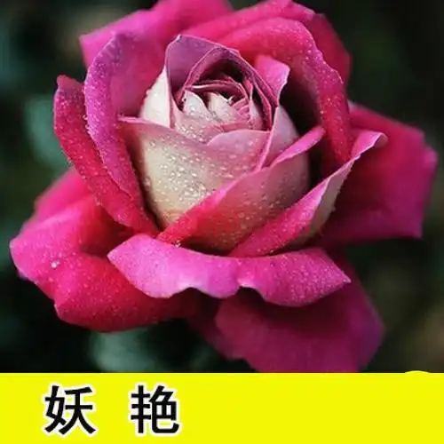 花卉观赏花植物阳台室内室外盆栽地栽花老桩蔷薇花月季花四季 鱼人5棵