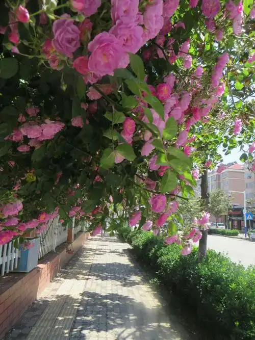 开满鲜花的小路太美了