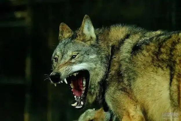 猛兽壁纸#霸气十足#动 - 抖音