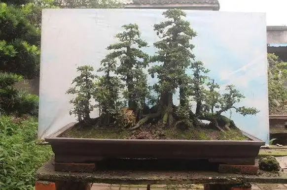 放毒了!来波丛林"金弹子",看看你们中毒最深的是哪盆?