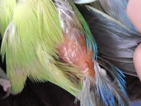 牡丹鹦鹉 求问这是什么病,用什么药治疗?