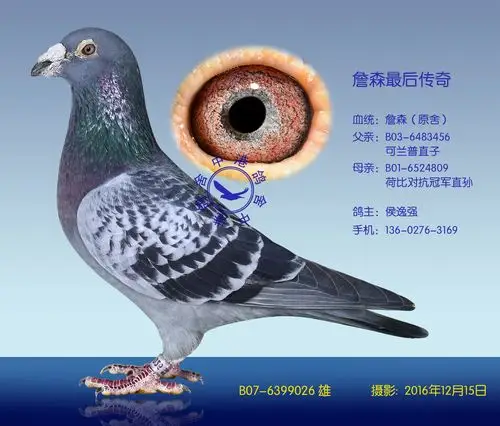 詹森最后传奇(非卖品)_中港鸽舍_ag188.com爱鸽商城_中国信鸽信息网