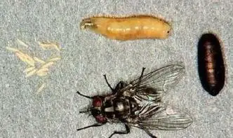 人肤蝇是苍蝇家族的一个分支,它们的幼虫偏爱人类肉体.