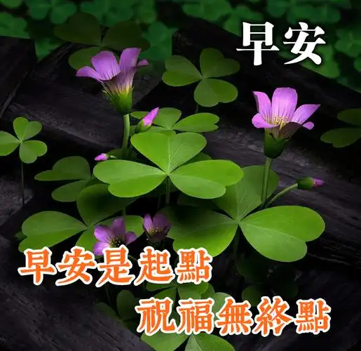 清晨最入心的早安问候语祝福朋友早上好语句配早安漂亮鲜花图片