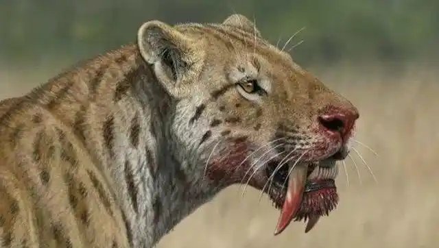 史前掠食动物:剑齿虎牙齿为什么这么长