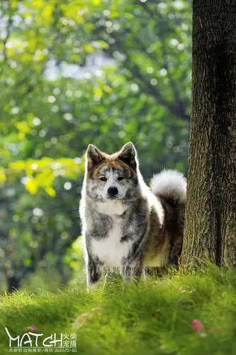 广州【虎斑色秋田犬一枚】---吴新杭