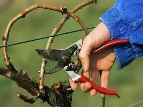 手把手教你葡萄树的修剪方法