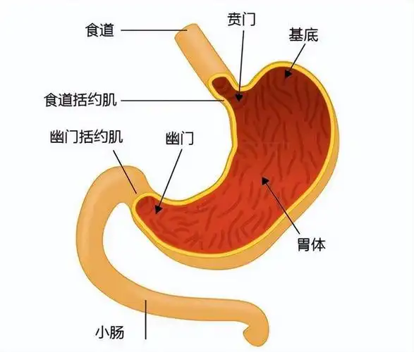 胃不好得靠"养",做好这6件事,有助肠胃健康身体好|胃病|胃溃疡|胃炎