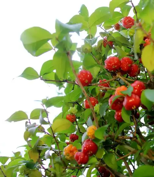 酸甜可口的红果仔