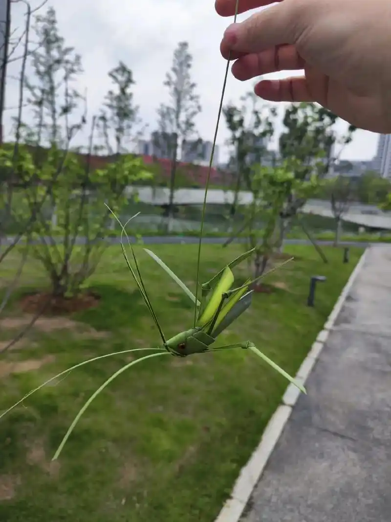 安徽省非物质文化遗产 #庐阳棕编 第一次用棕榈叶编蚂蚱,手 - 抖音