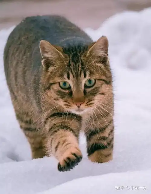 如何正确饲养狸花猫?