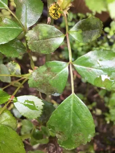 月季叶片上的黑色斑,有纹理的,背面叶片都好的,好多棵多少都有这种,是