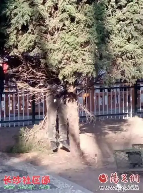 陕西榆林榆阳区松树林公园一男子上吊死亡 死亡原因不明