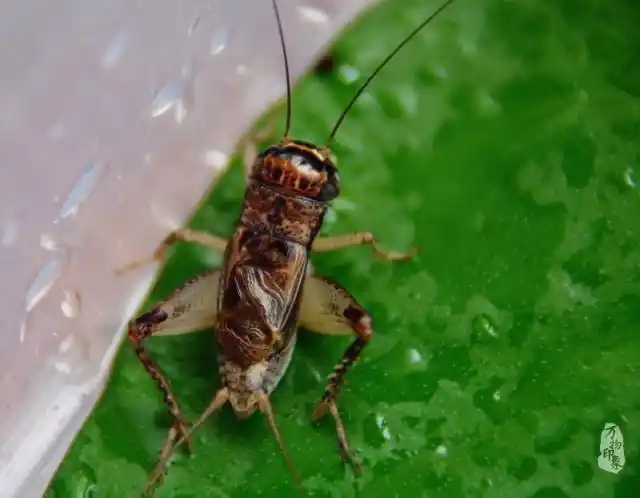 李说一出联之描写秋夜无眠,墙边角落蟋蟀叫声时断时续的七言上联