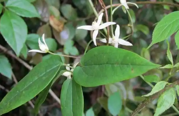 通经络,消骨梗的功效,下面我们就一块来看一看威灵仙种