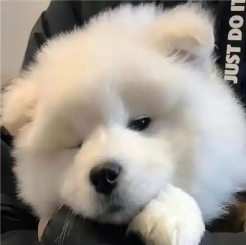 狗狗 ##萨摩耶##头像