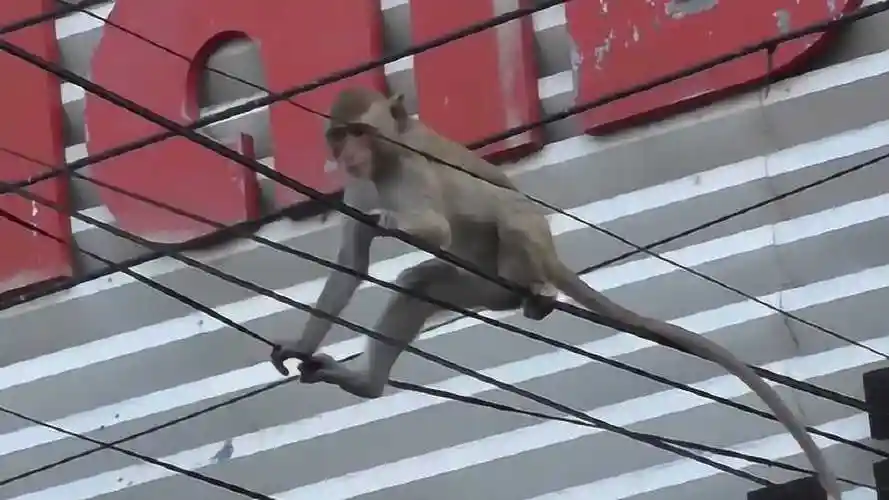 猴子有多皮爬电线杆炫杂技都是小事情网友祖宗大闹天宫过