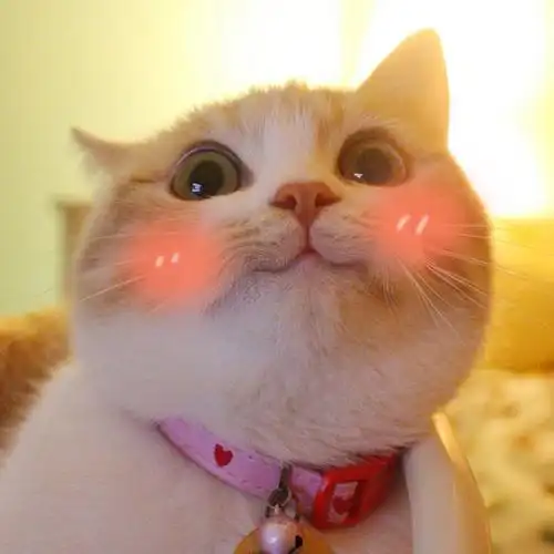 脸红吸完这只猫心情都变好了猫喵星人吸猫萌萌哒表情