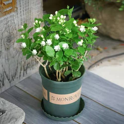 白茉莉花盆栽室内虎头茉莉双色风车茉莉银丝茉莉绿植阳台浓香花卉