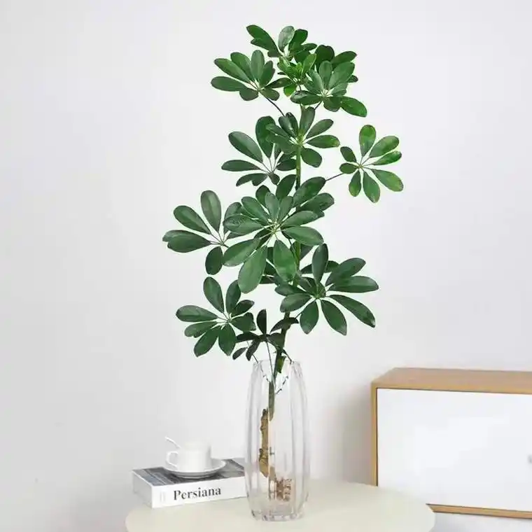 水培植物七叶莲室内鸭脚木植物发财树绿植盆栽八方来财四季常青# - 抖