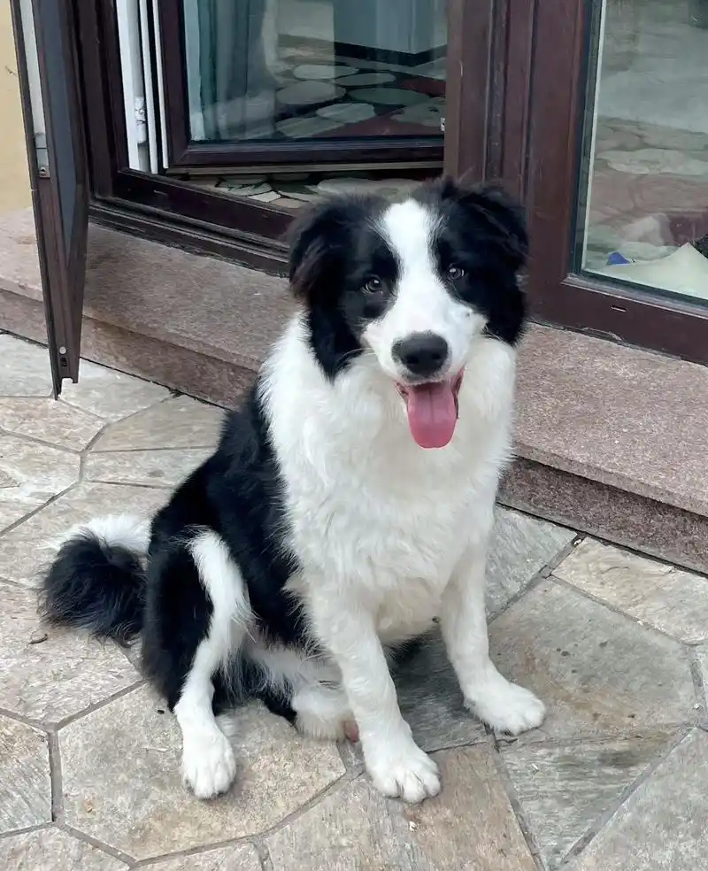 寻边牧!边境牧羊犬,黑白颜色,公,体型大且胖.走丢时脖子 - 抖音